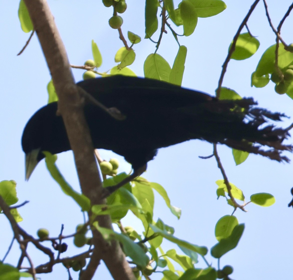 Solitary Black Cacique - ML643099840
