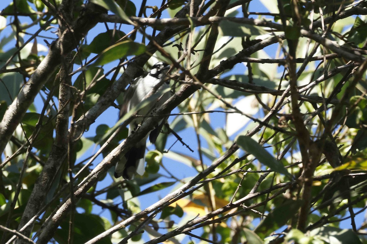 hvitøremonark - ML643099843