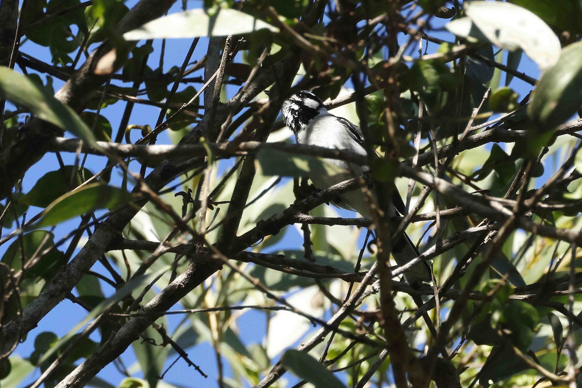 hvitøremonark - ML643099846