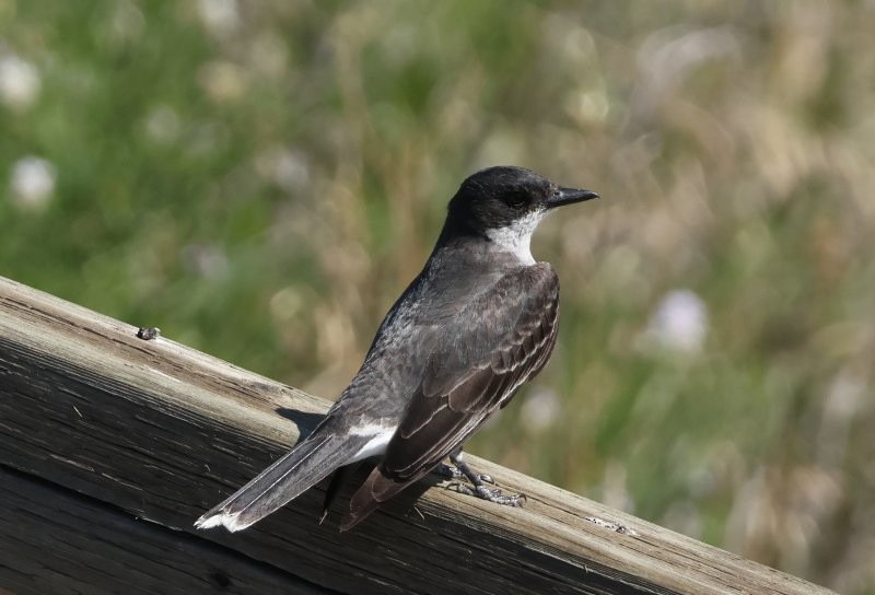 Eastern Kingbird - ML643099852