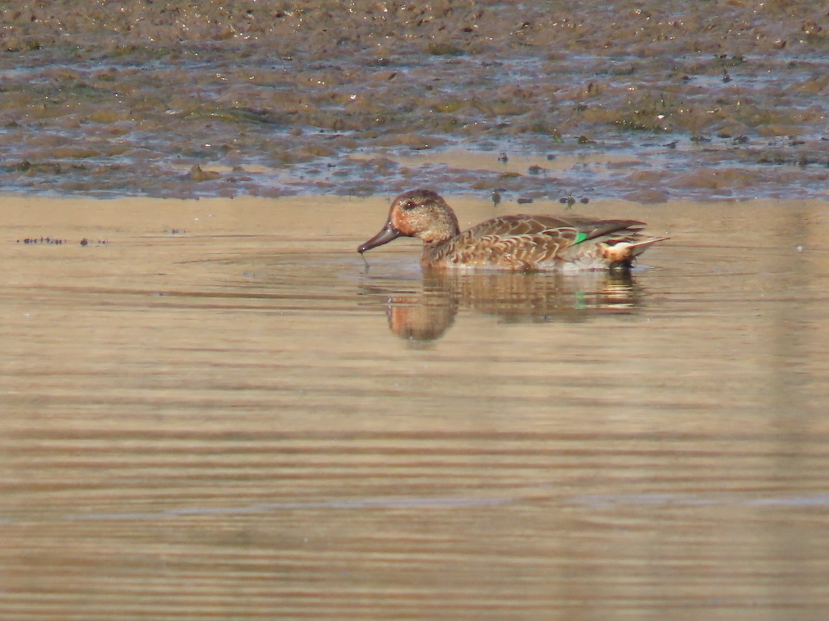 čírka obecná - ML643099857