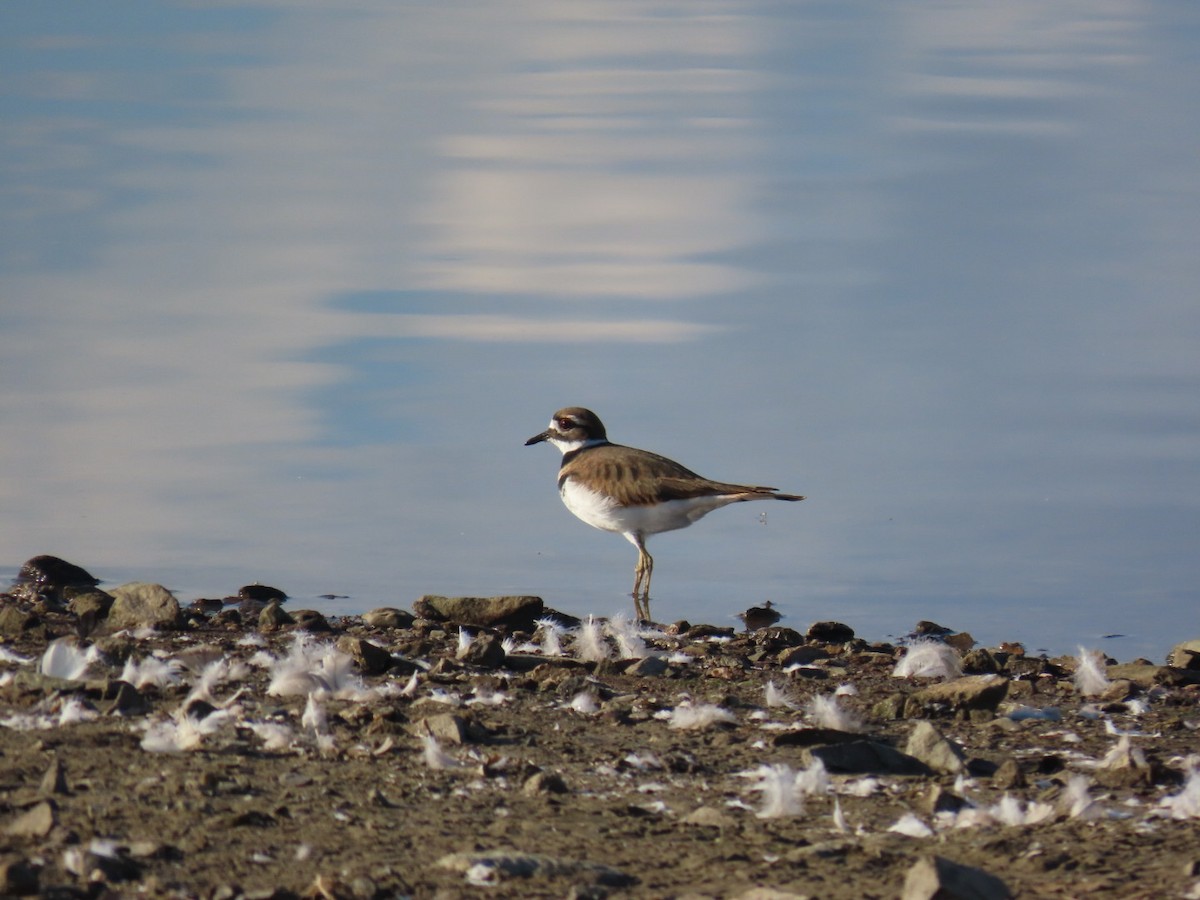 kulík rezavoocasý - ML643099866