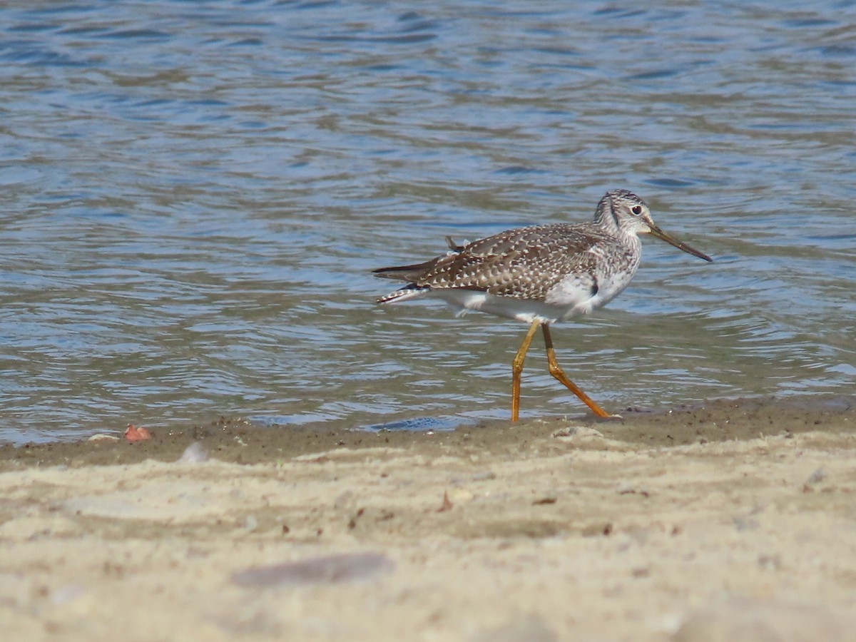 vodouš velký - ML643099874