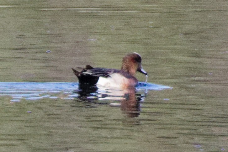 Eurasian x American Wigeon (hybrid) - ML643099893