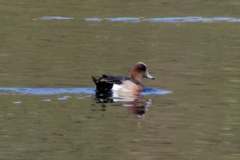 Eurasian x American Wigeon (hybrid) - ML643099894