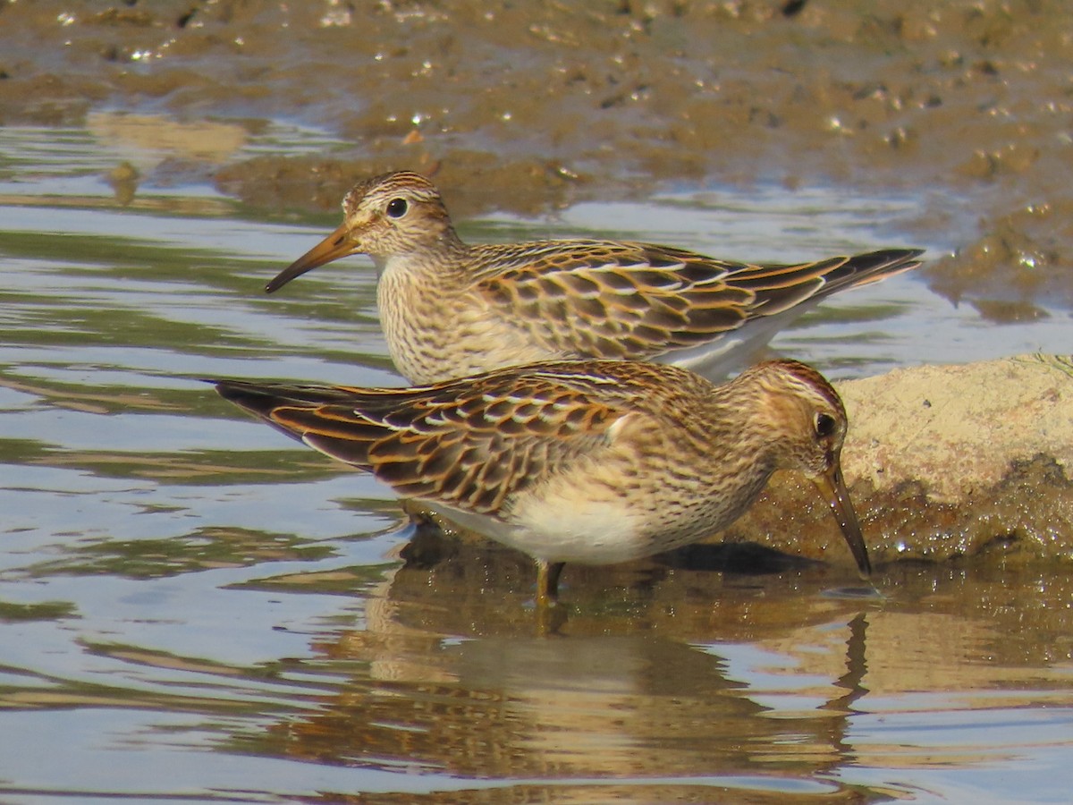 jespák skvrnitý - ML643099911