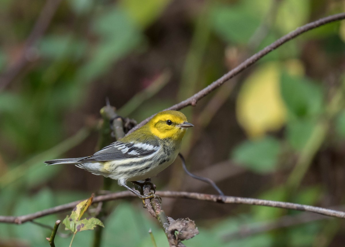 Grünmantel-Waldsänger - ML643099930