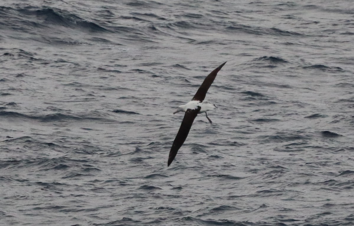 Northern Royal Albatross - ML643099952