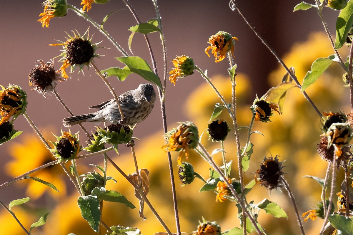 Pine Siskin - ML643099959