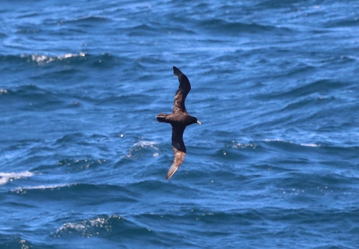 White-chinned Petrel - ML643099970