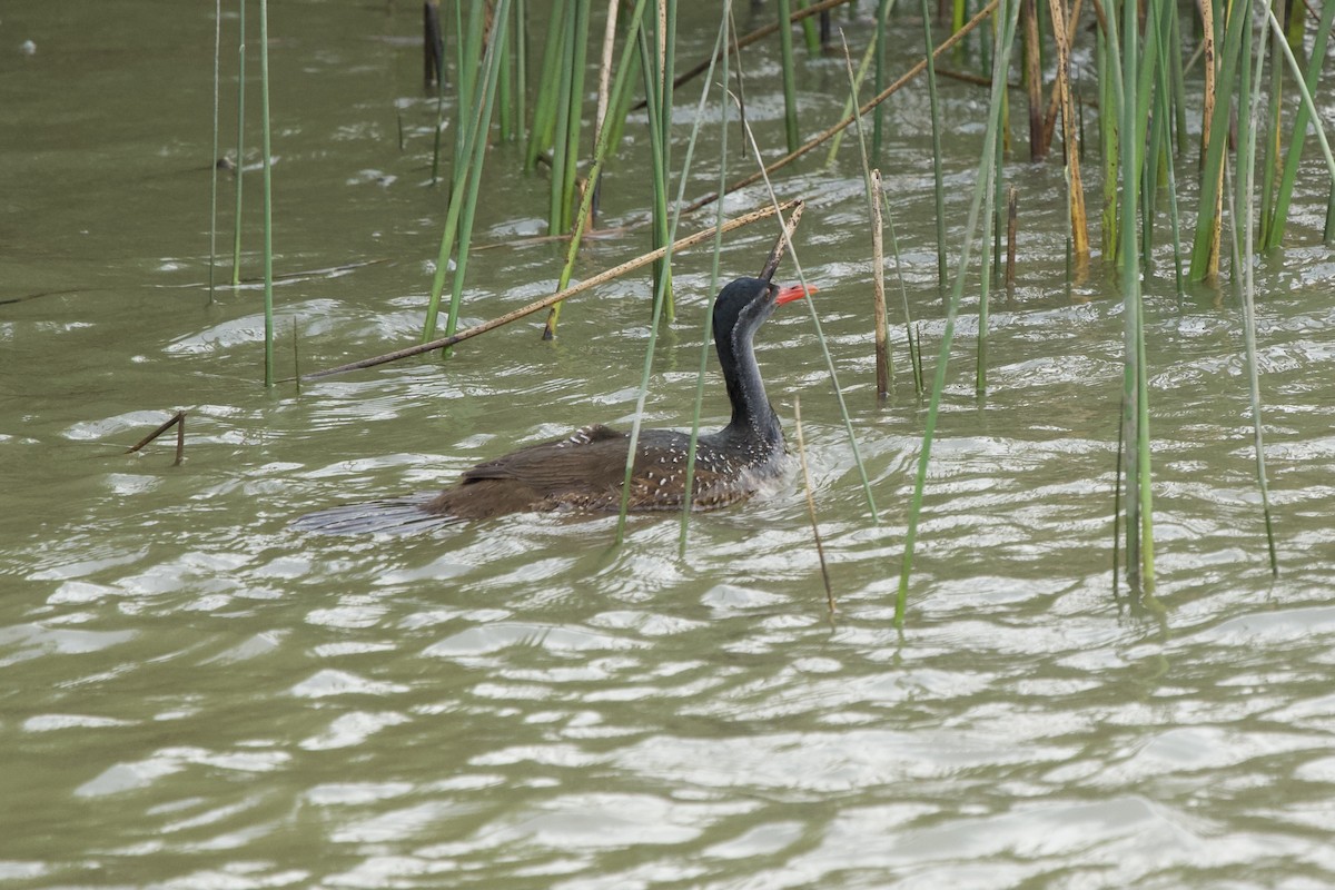 African Finfoot - ML643099985