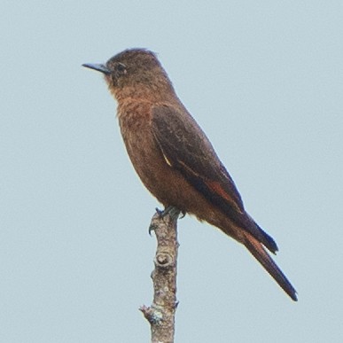 Cliff Flycatcher - ML643100003