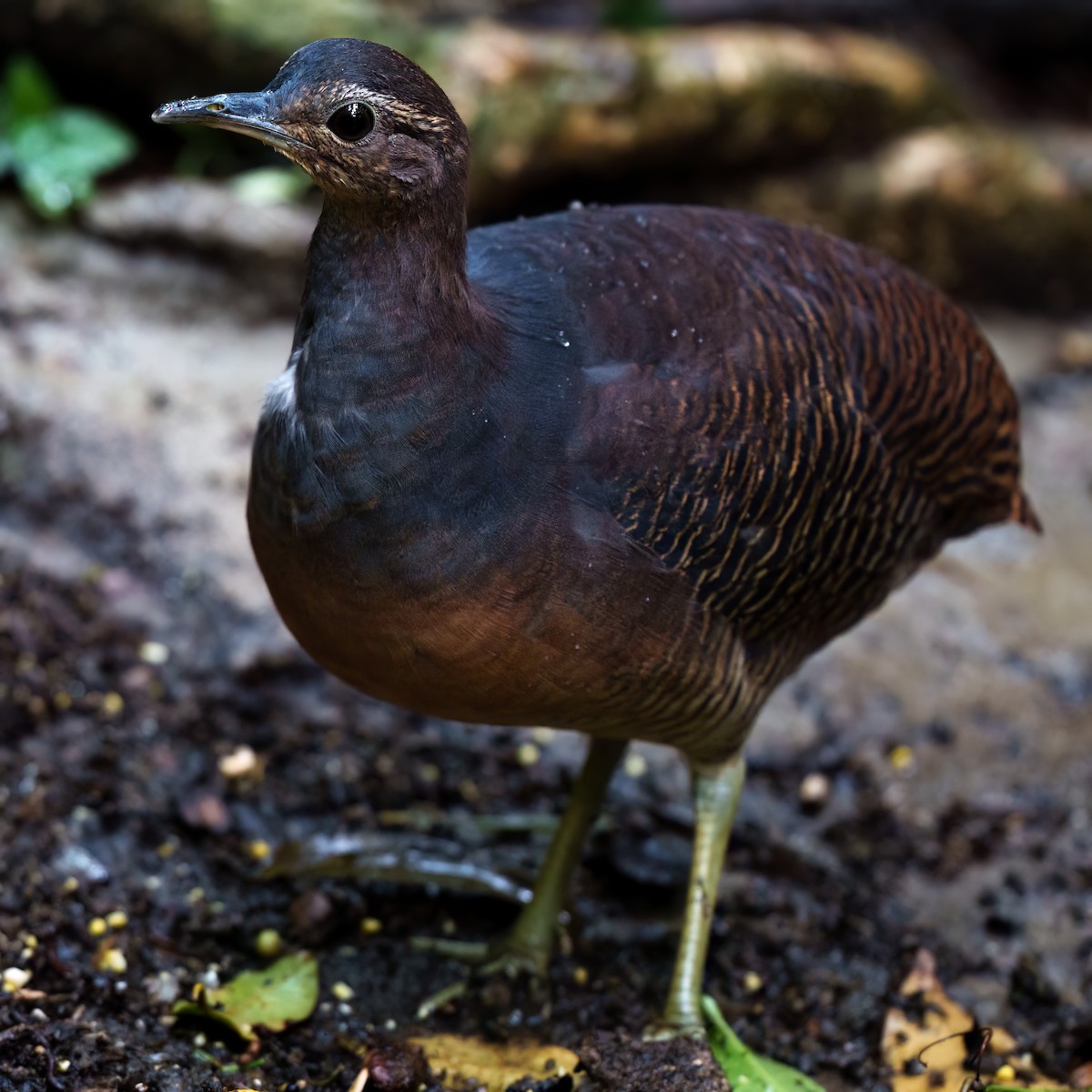 Yellow-legged Tinamou - ML643100023