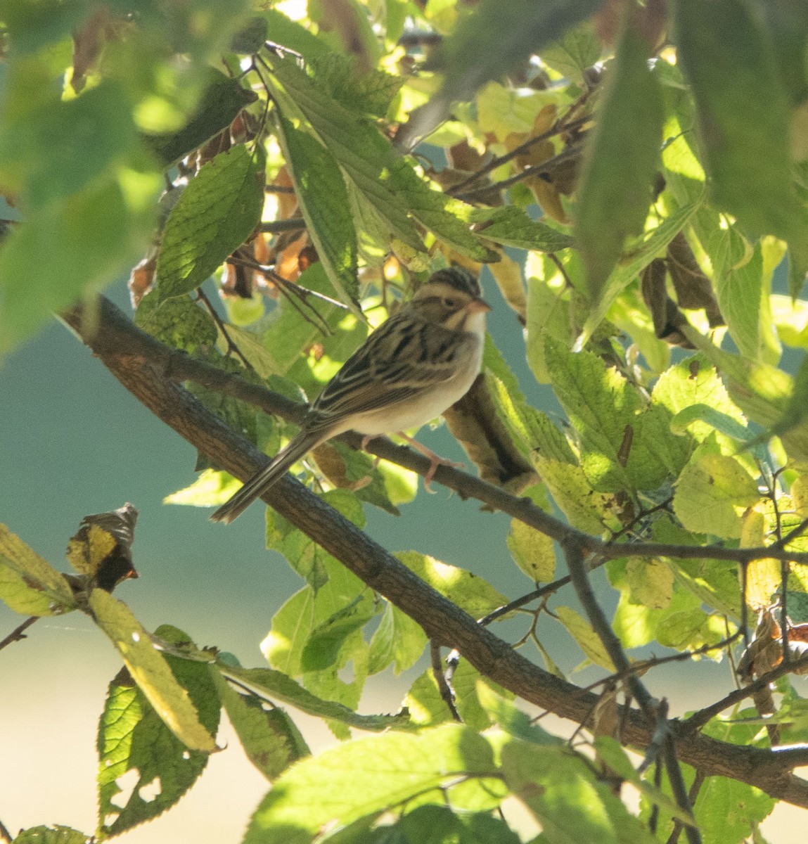 Clay-colored Sparrow - ML643100047