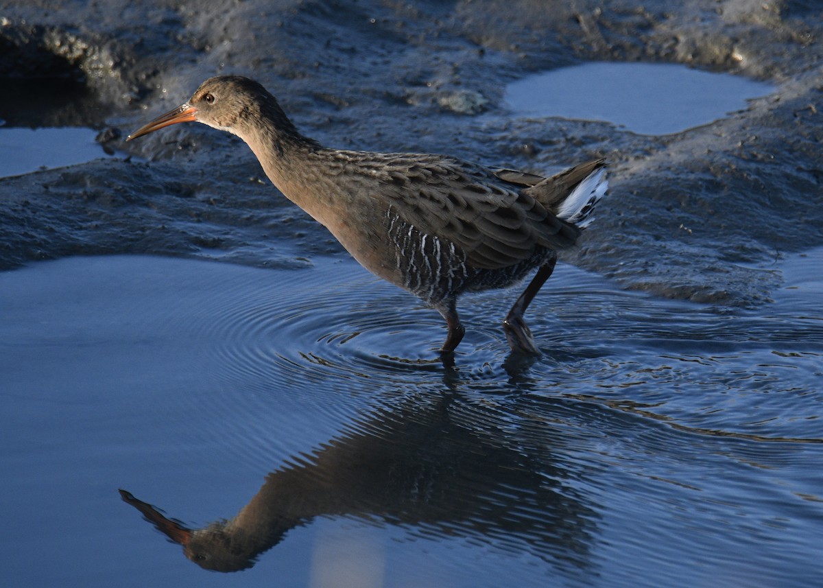 Ridgway's Rail - ML643100069