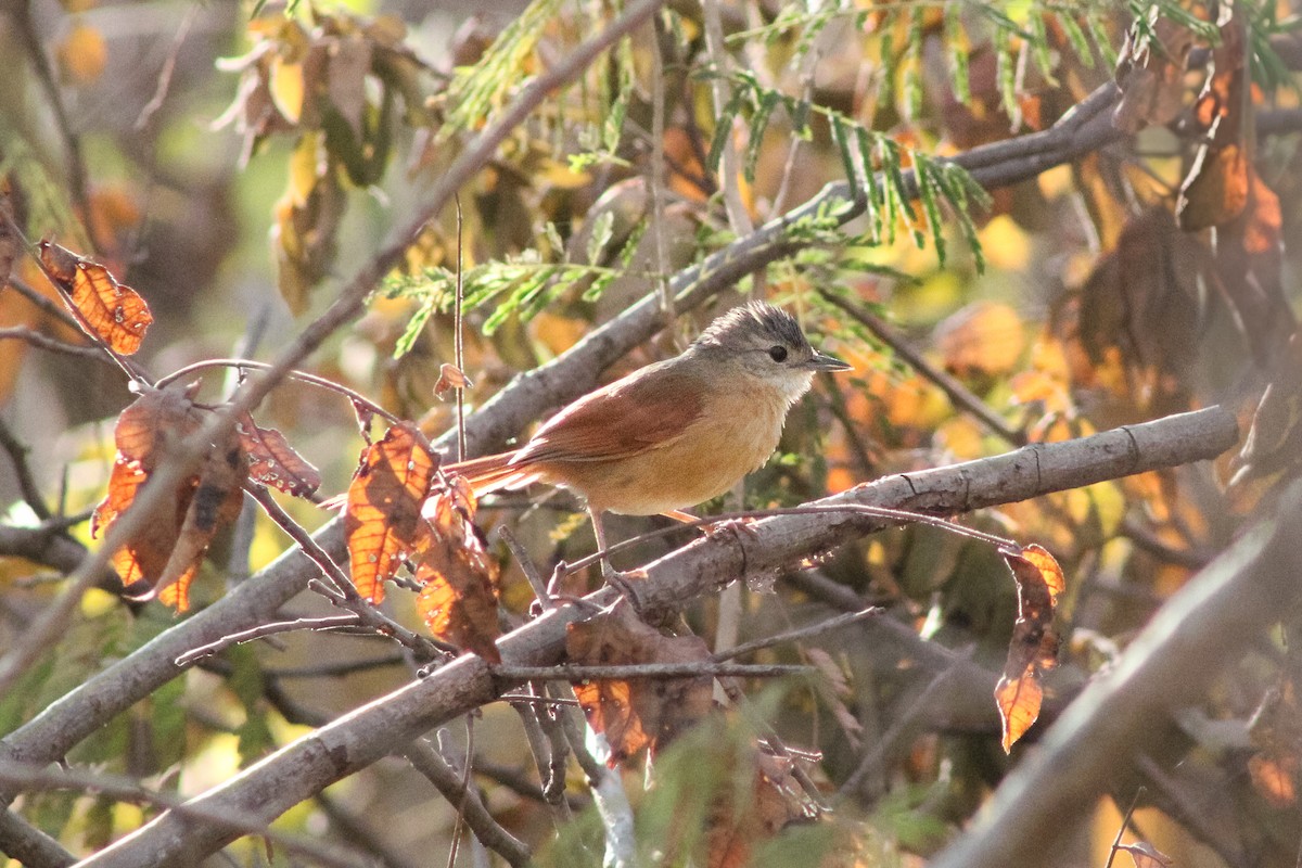 White-lored Spinetail - ML643100071