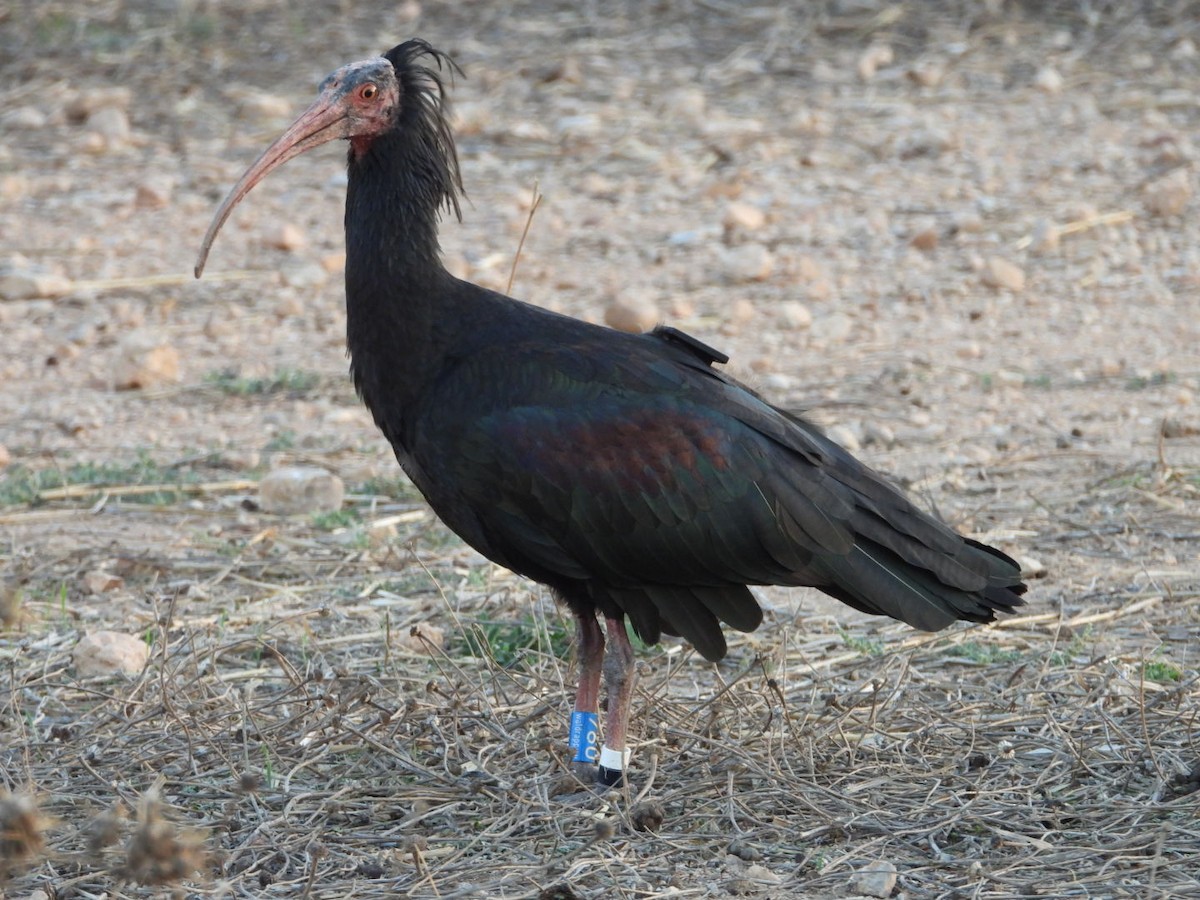 Northern Bald Ibis - ML643100072