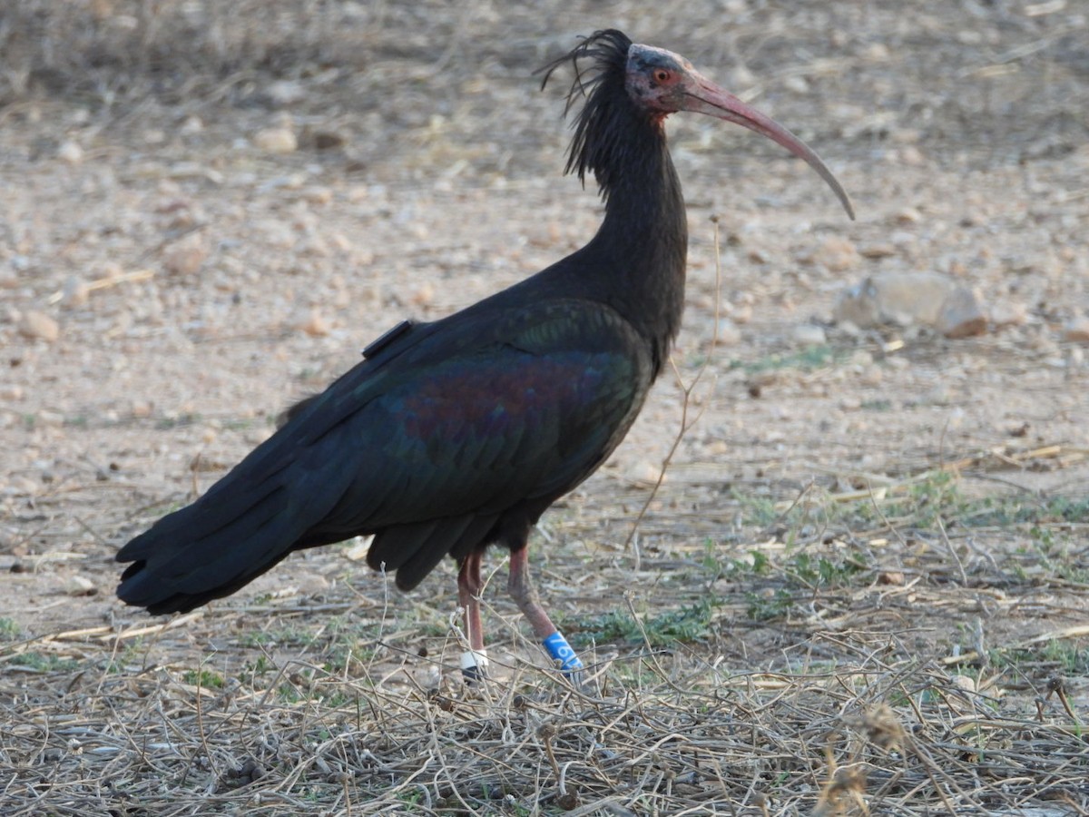 Northern Bald Ibis - ML643100073