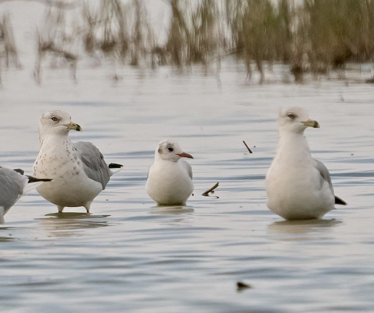Black-headed Gull - ML643100076