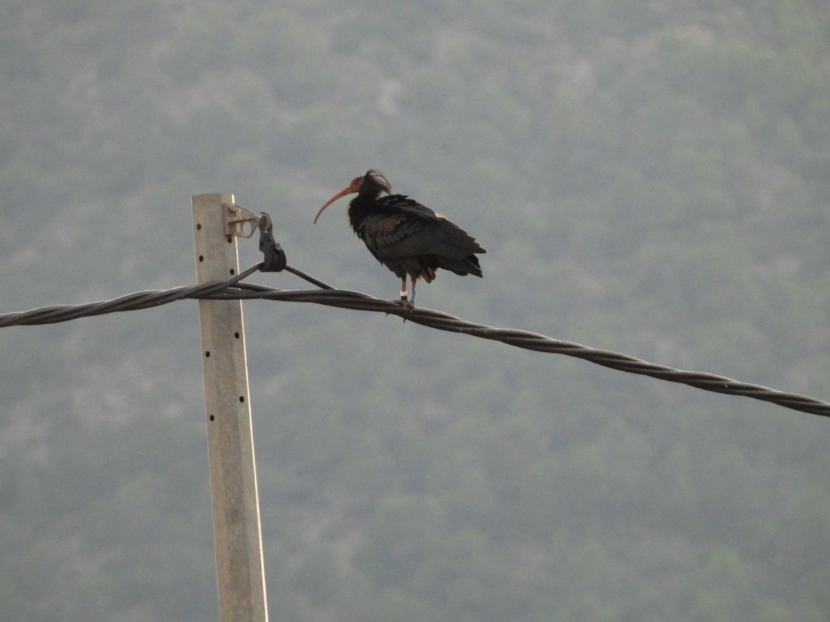 Northern Bald Ibis - ML643100097