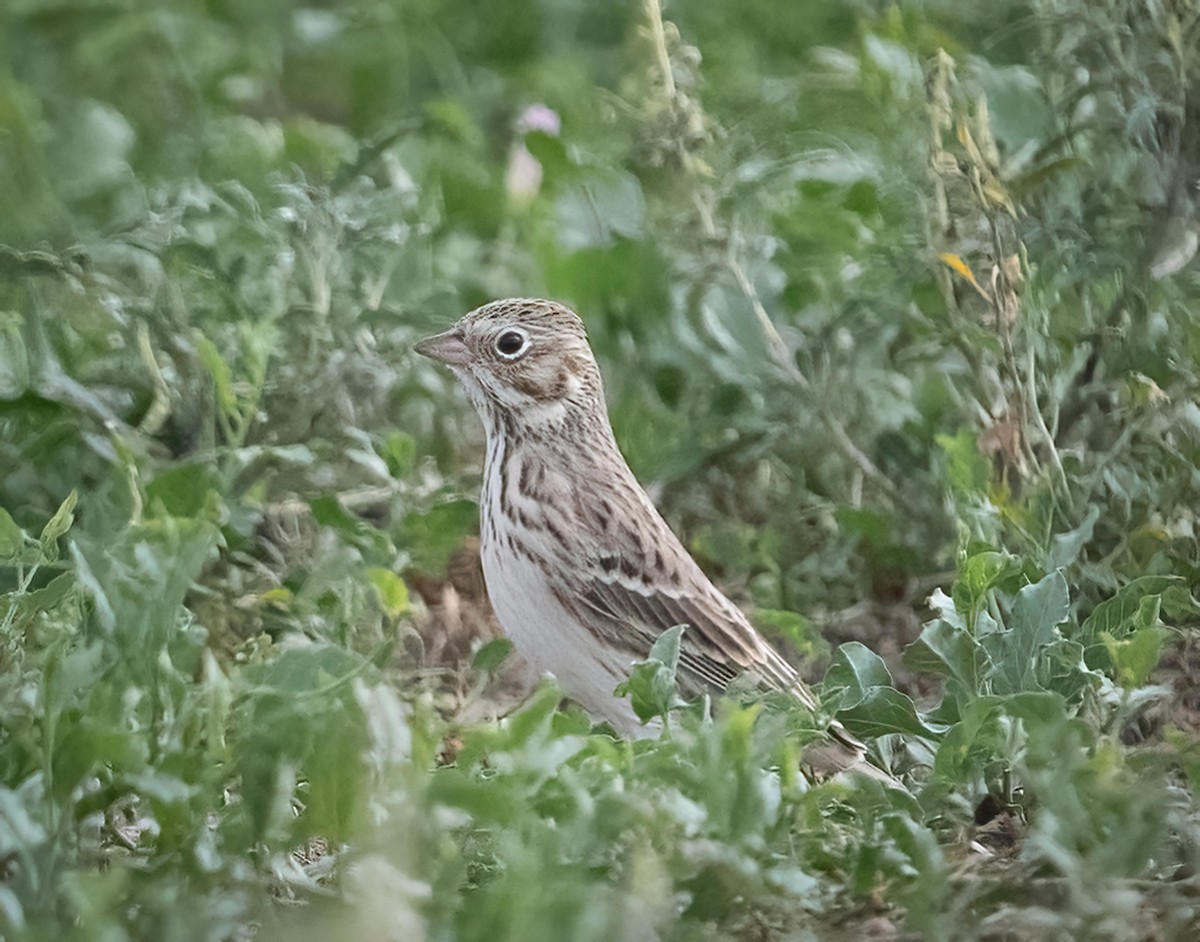 Vesper Sparrow - ML643100101