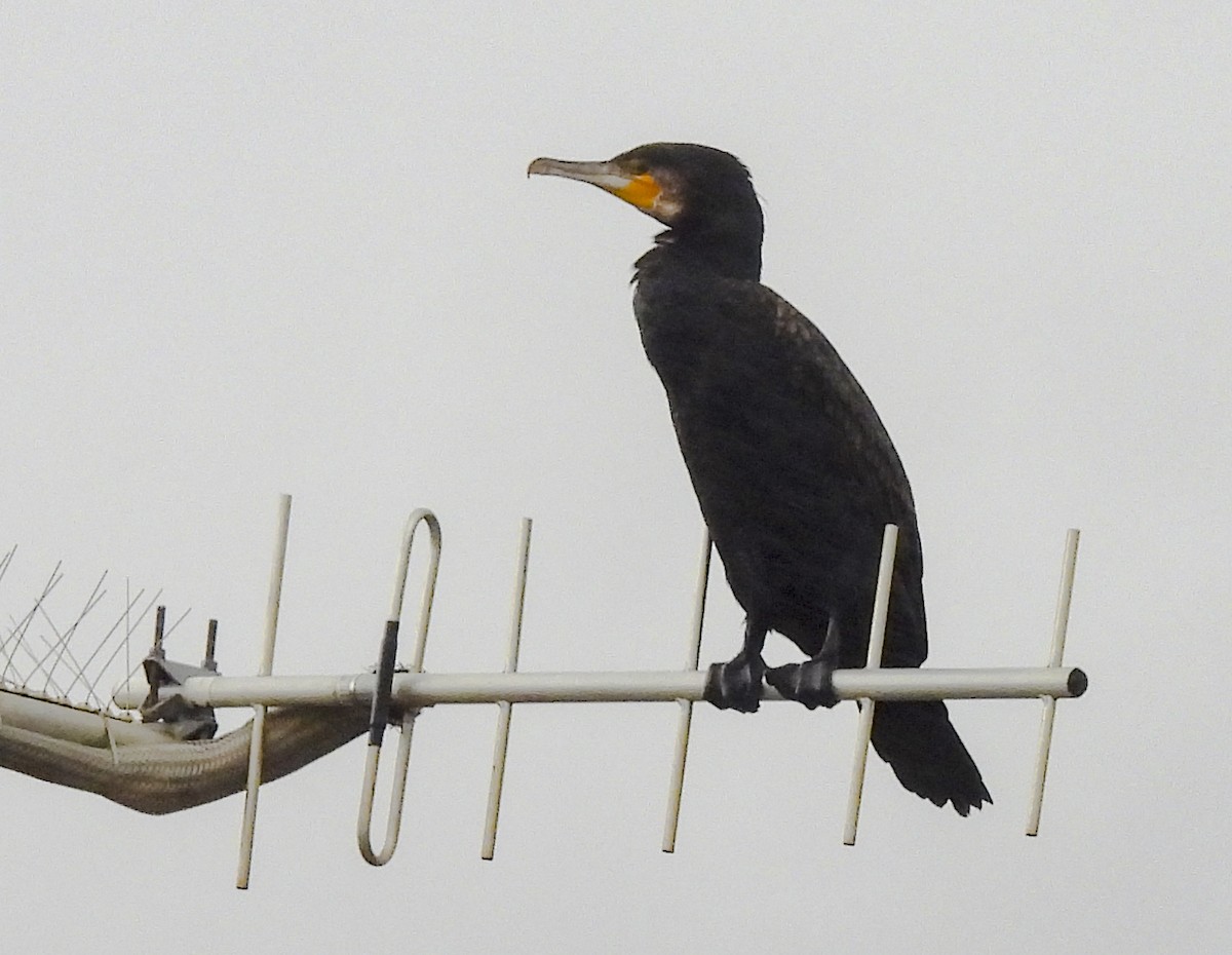 Great Cormorant - ML643100103