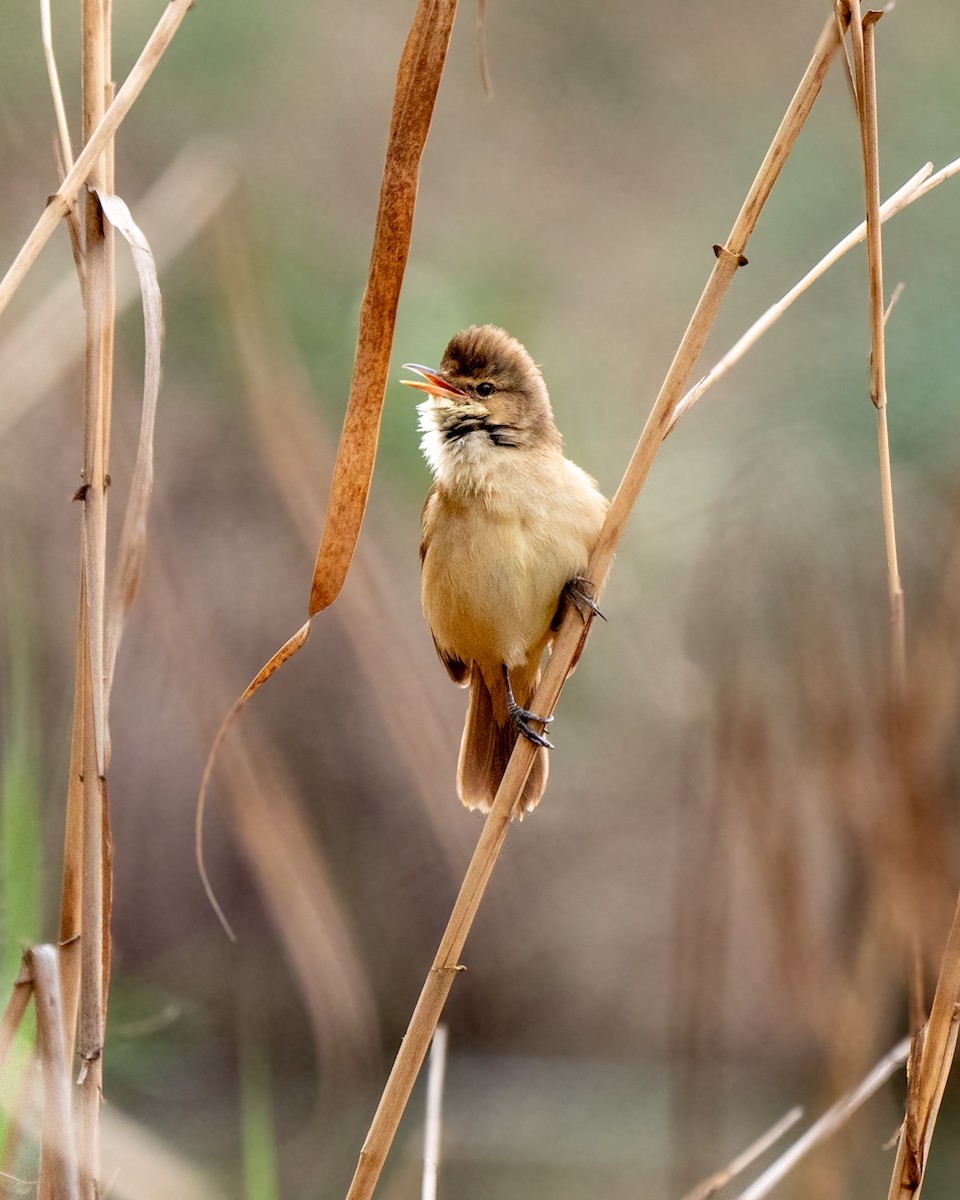 Australian Reed Warbler - ML643100147