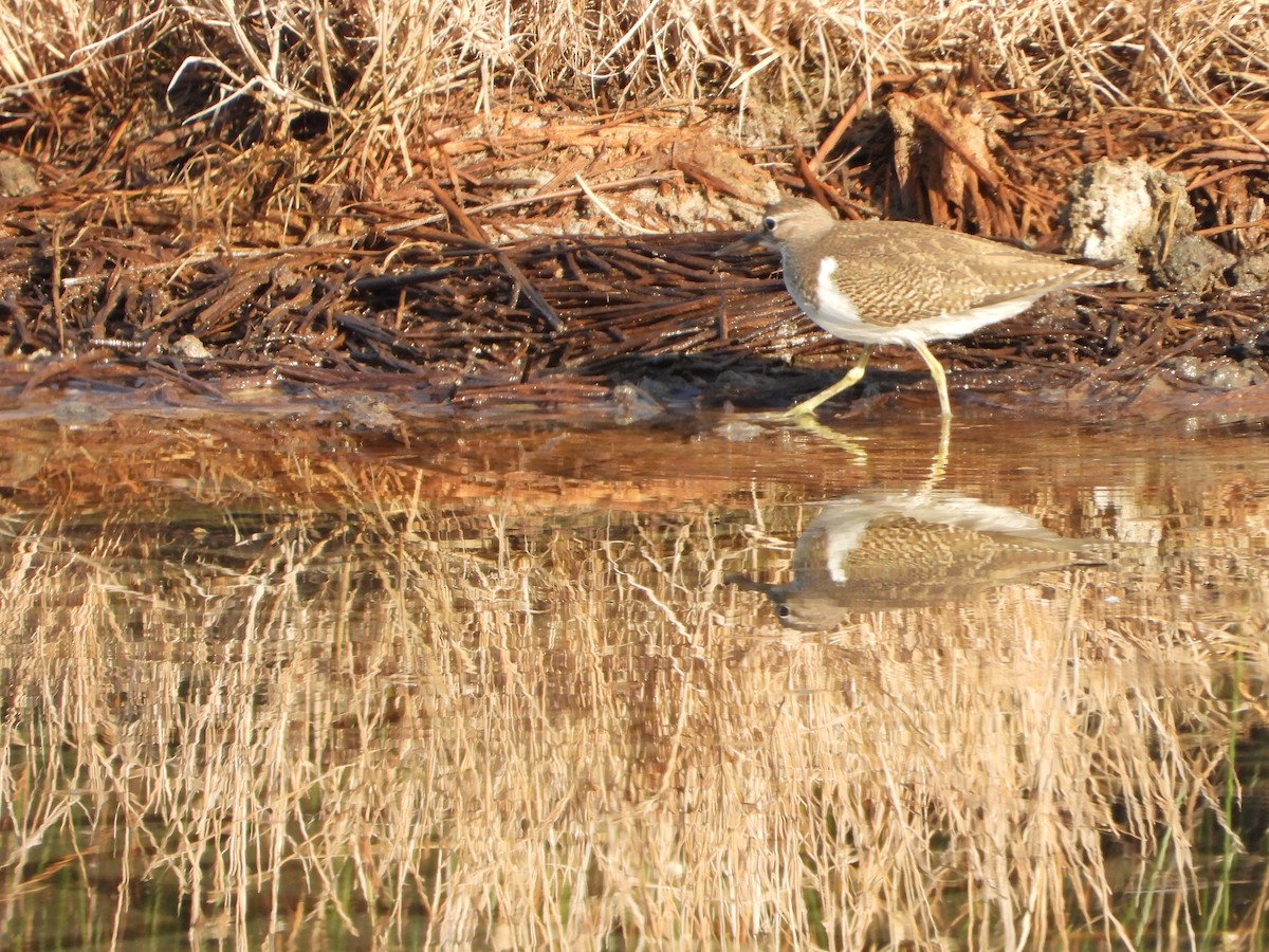 strandsnipe - ML643100185
