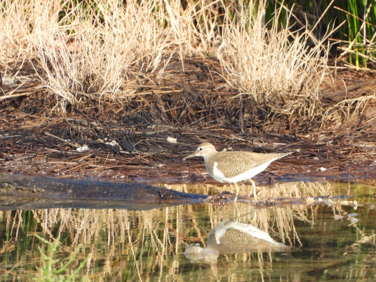 strandsnipe - ML643100190