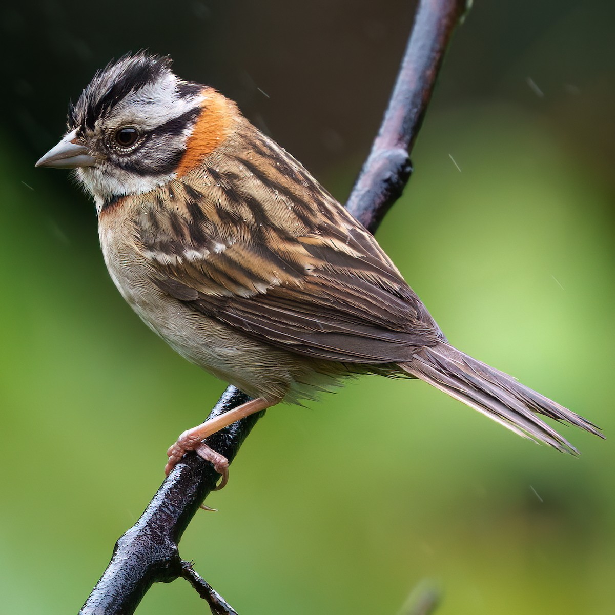 Rufous-collared Sparrow - ML643100199