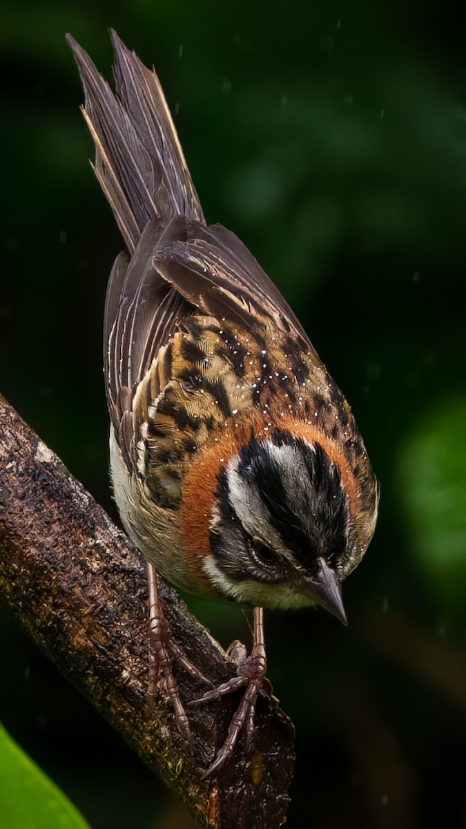 Rufous-collared Sparrow - ML643100202
