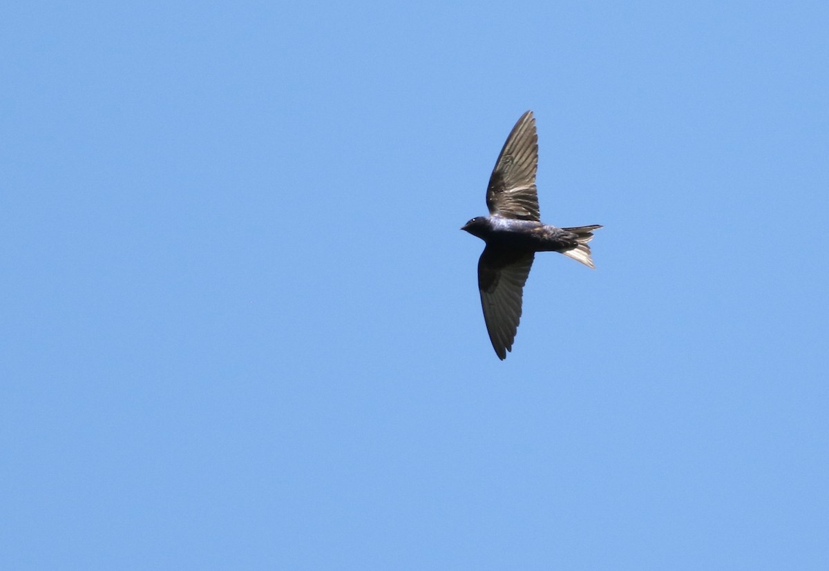 Progne sp. - ML643100208