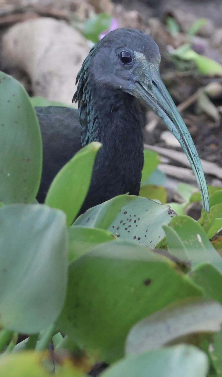 Green Ibis - ML643100219