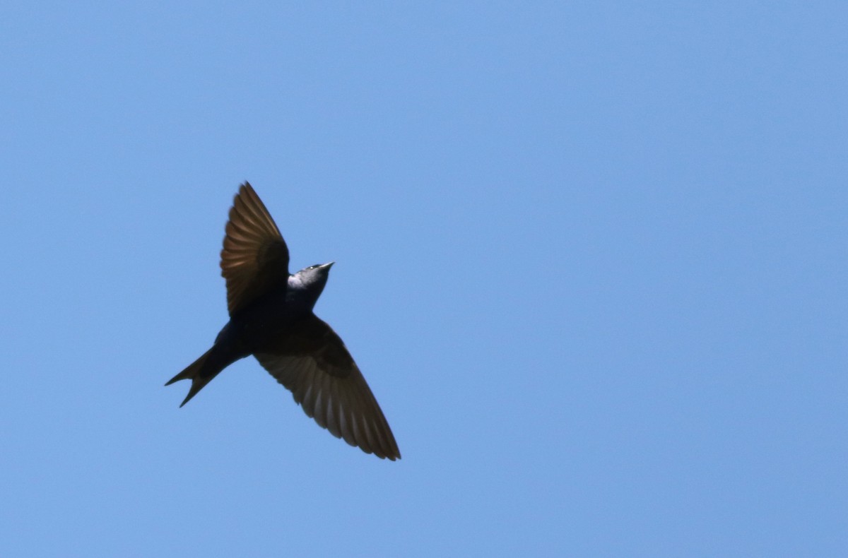 Progne sp. - ML643100221