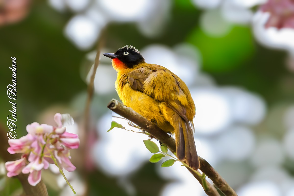 Flame-throated Bulbul - ML643100227