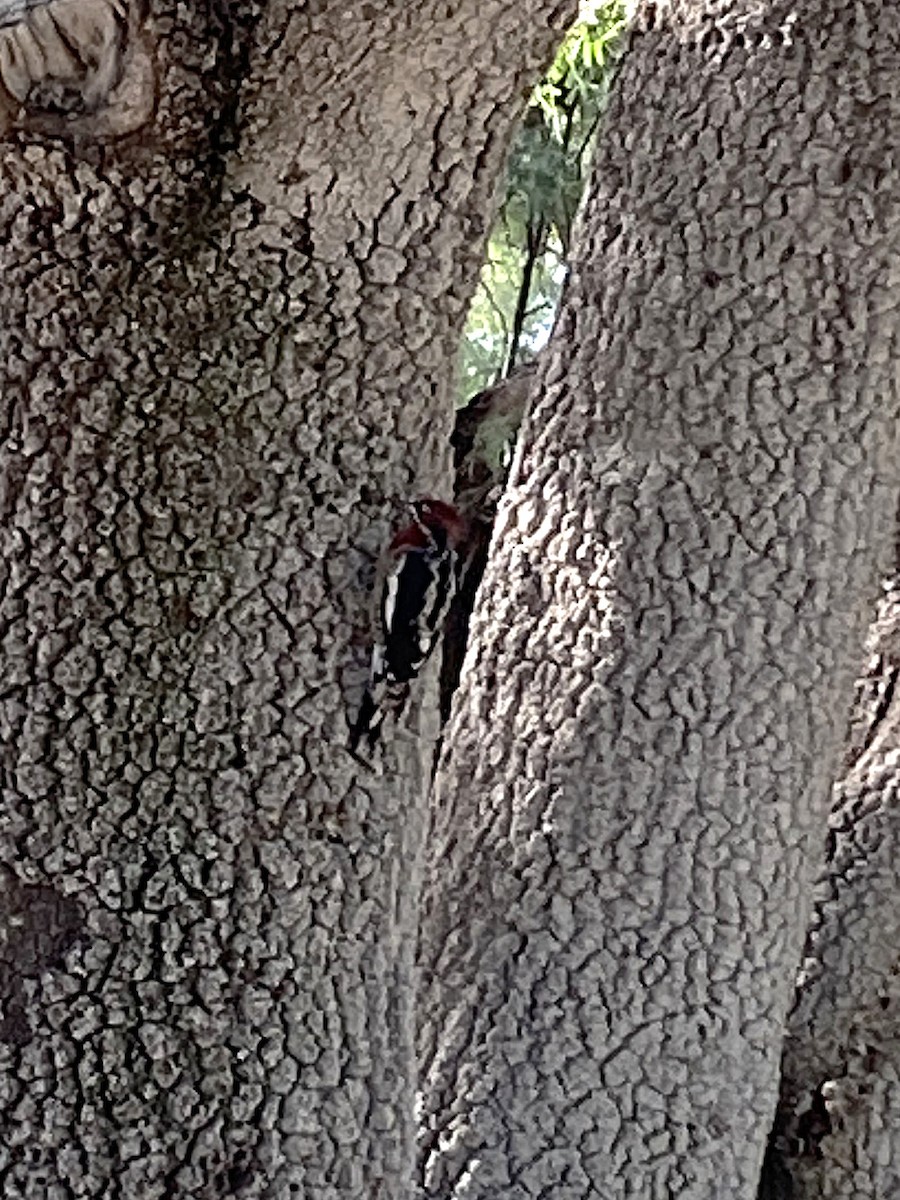 Red-naped x Red-breasted Sapsucker (hybrid) - ML643100245