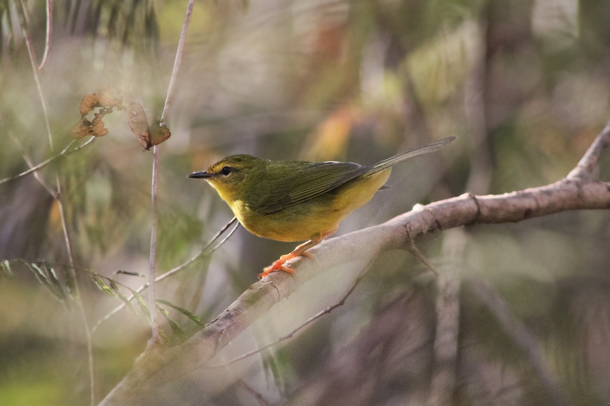 Flavescent Warbler - ML643100252