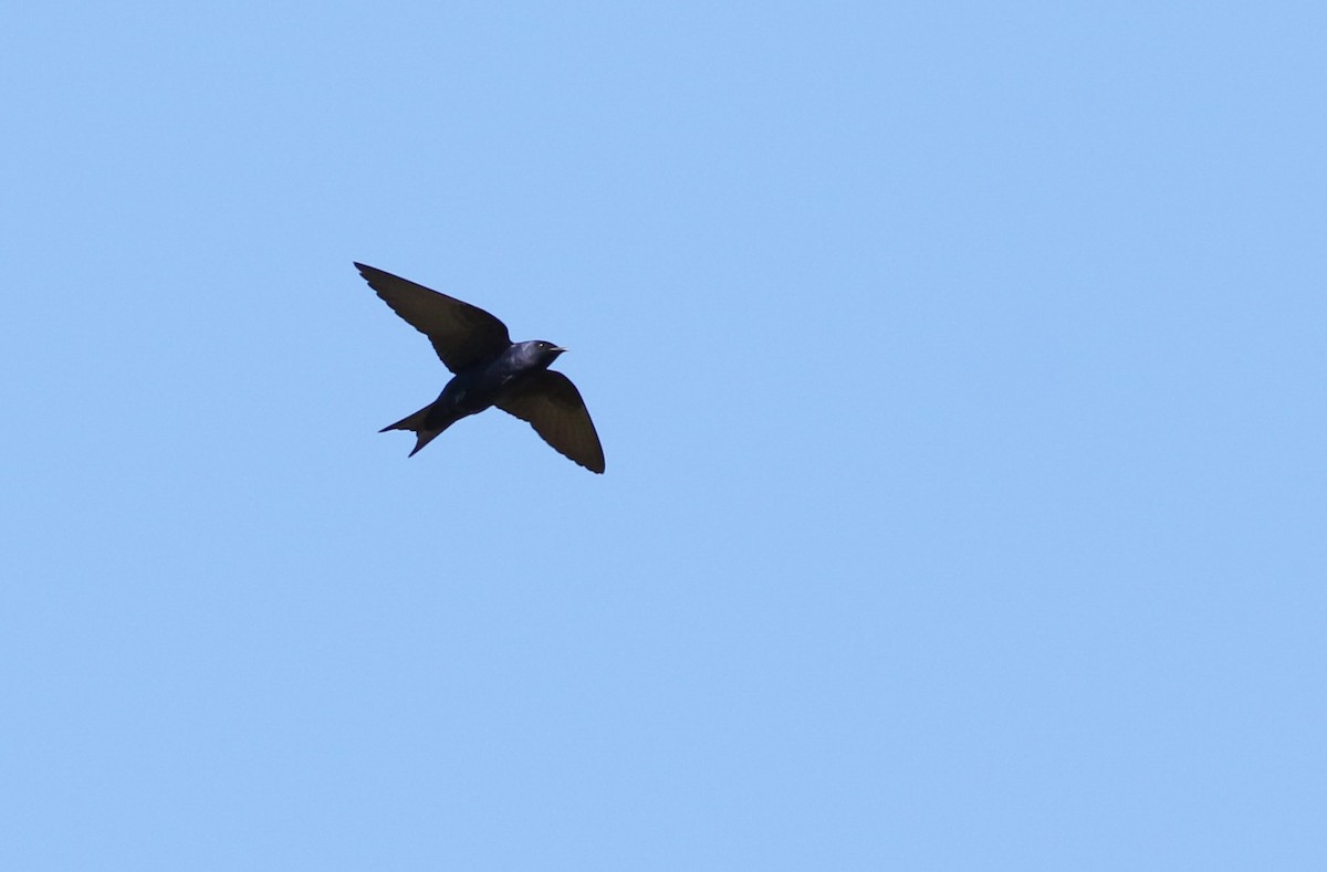 Progne sp. - ML643100301