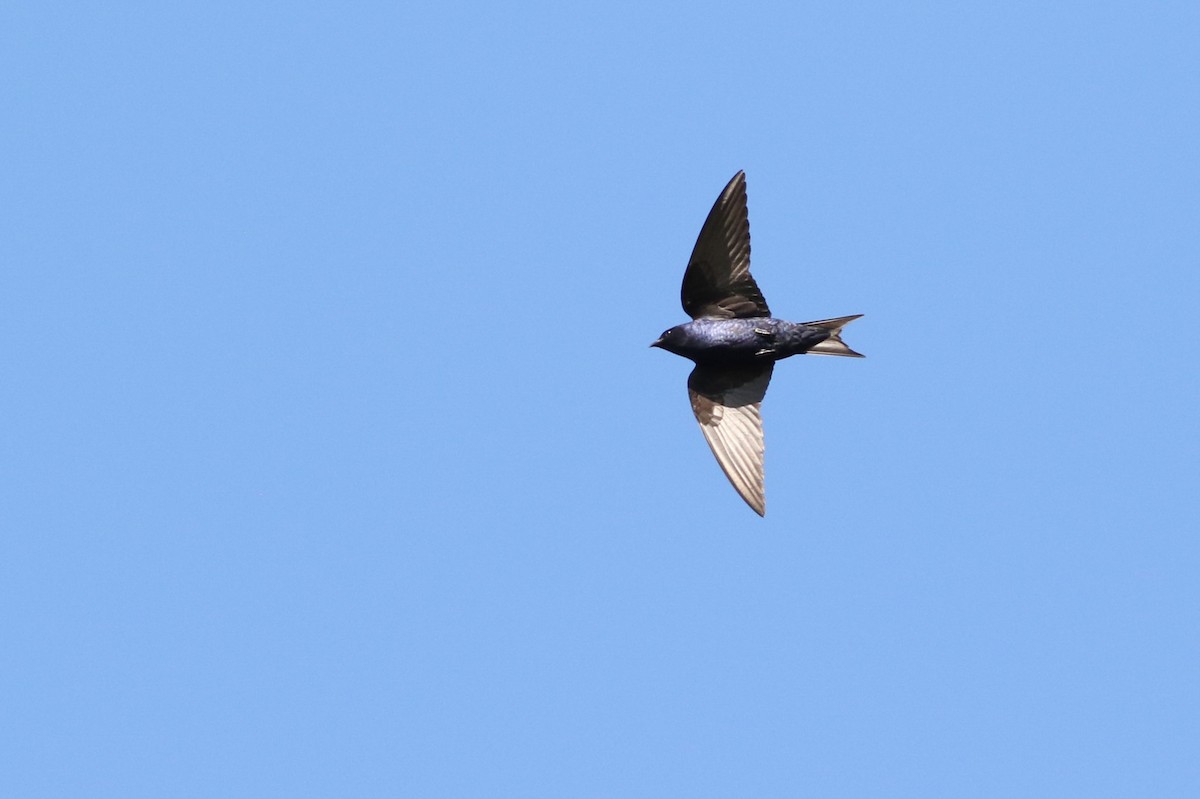 Progne sp. - ML643100319