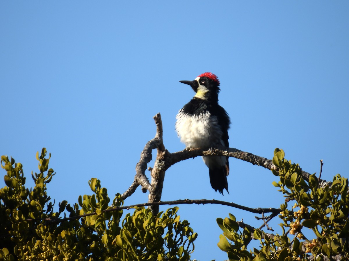 Acorn Woodpecker - ML643100324