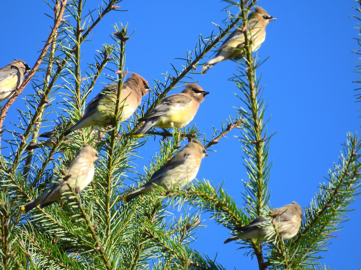 Cedar Waxwing - ML643100326