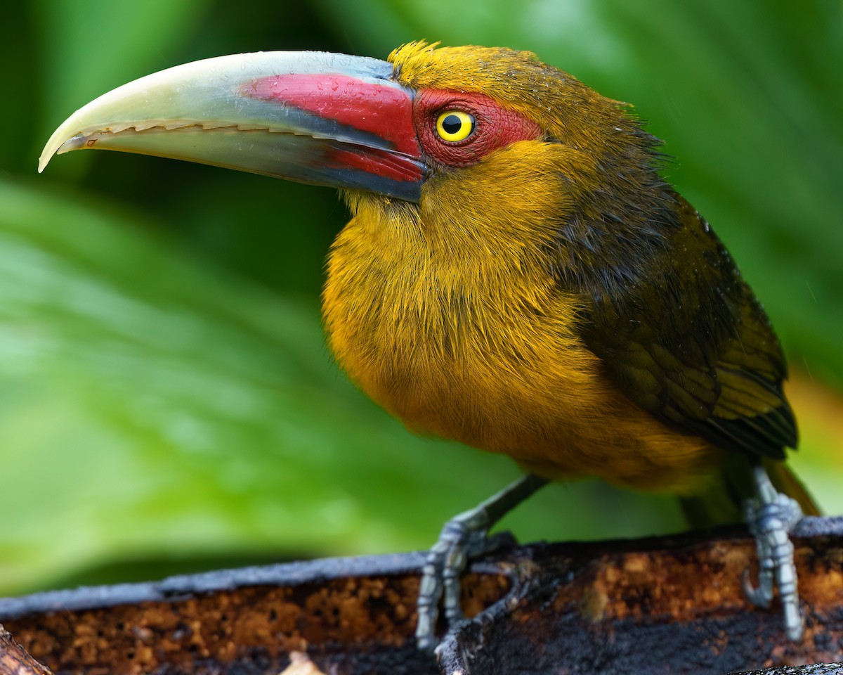 Saffron Toucanet - ML643100332