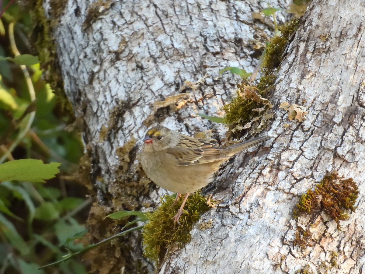 Golden-crowned Sparrow - ML643100335