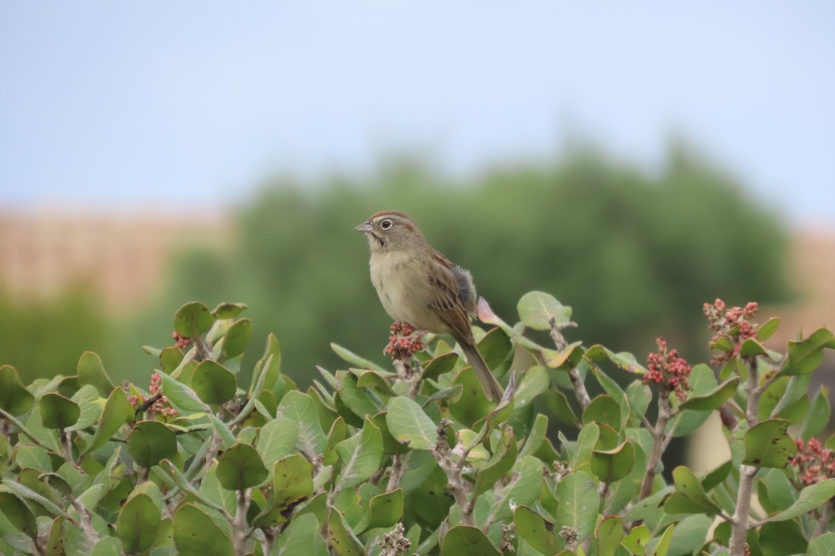 Rufous-crowned Sparrow - ML643100339
