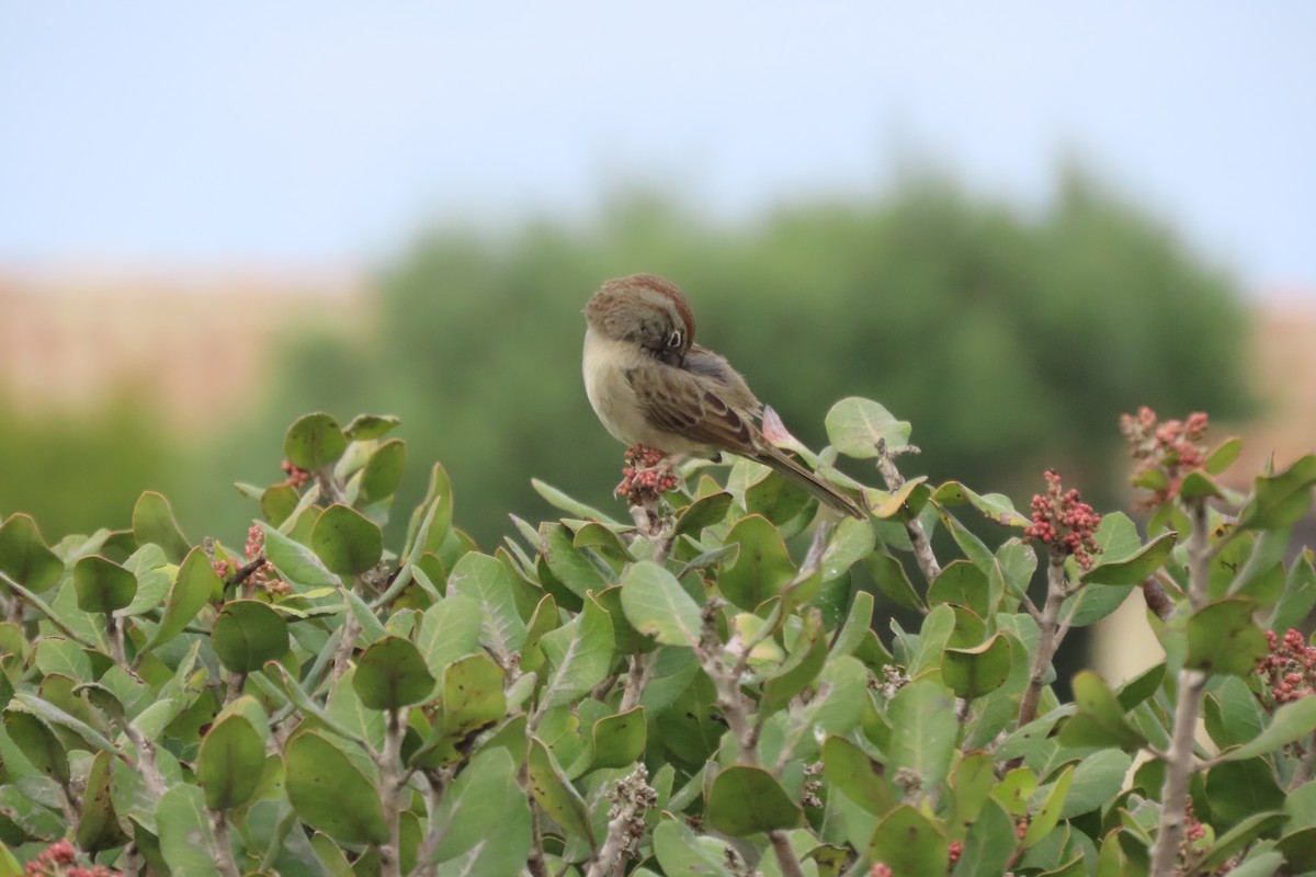 Rufous-crowned Sparrow - ML643100340