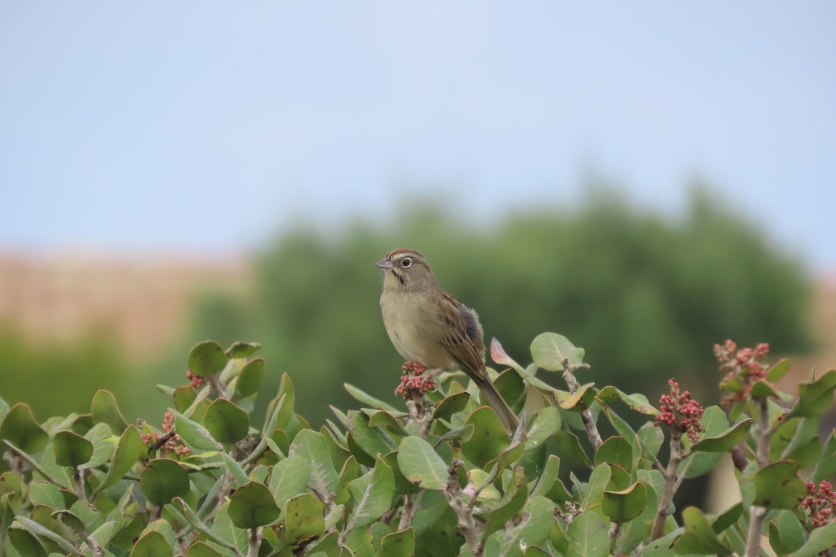Rufous-crowned Sparrow - ML643100341