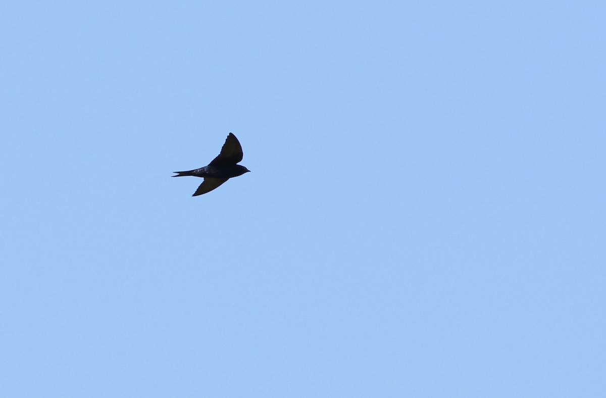Progne sp. - ML643100343