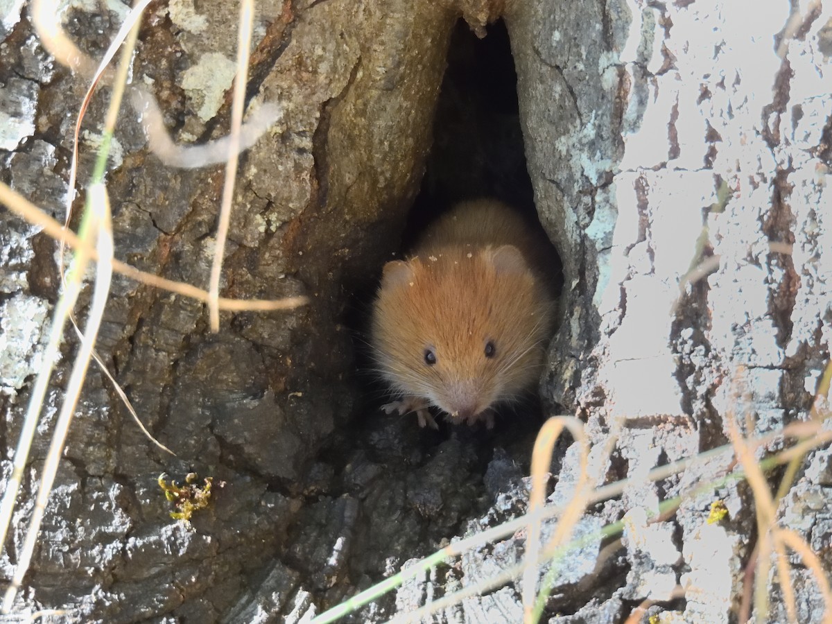 Hamsters, Voles, Lemmings, and Allies - ML643100361