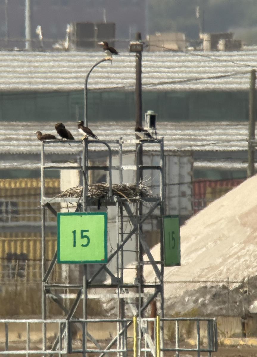 Brown Booby - ML643100371