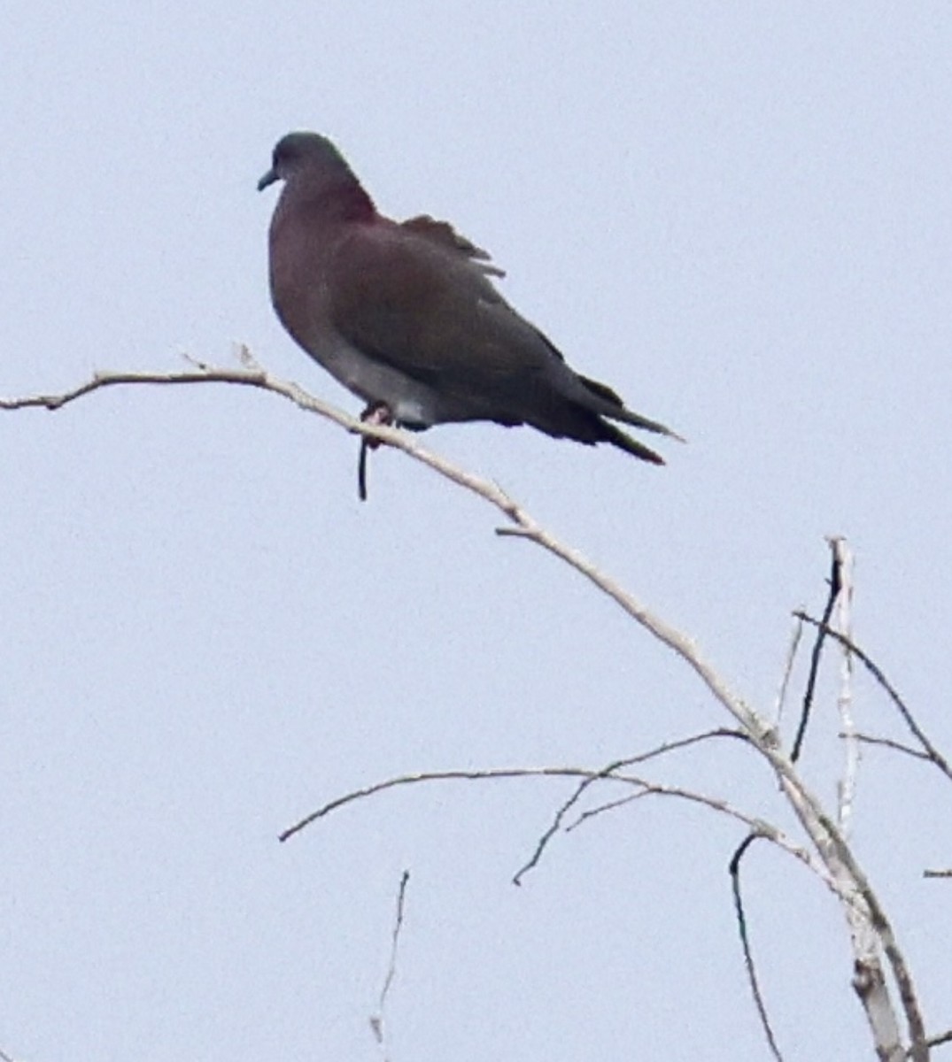 Pale-vented Pigeon - ML643100374
